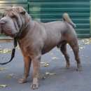Подробнее об объявлении «Дмитров Пропала собака кобель» Фото: пропала собака Шар-пей «Дмитров Пропала собака кобель» в г. Дмитров