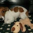 Подробнее об объявлении «Воронеж Пропала собака» Фото: пропала собака Джек рассел терьер «Воронеж Пропала собака» в г. Воронеж