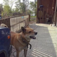 Подробнее об объявлении «Арамиль Пропала собака кобель помогите найти питомца» Фото: пропала собака Западно-сибирская лайка «Арамиль Пропала собака кобель помогите найти...» в г. Арамиль