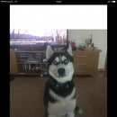 Подробнее об объявлении «Балашиха Пропала собака кобель» Фото: пропала собака Сибирская хаски «Балашиха Пропала собака кобель» в г. Балашиха