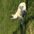 Подробнее об объявлении «Пропала собака Дмитров» Фото: пропала собака  «Пропала собака Дмитров» в г. Дмитров