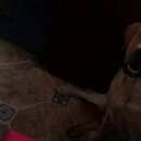 Подробнее об объявлении «Алексин Пропала собака кобель» Фото: пропала собака Лабрадор ретривер «Алексин Пропала собака кобель» в г. Алексин