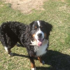 Подробнее об объявлении «Верея Пропала собака кобель» Фото: пропала собака Бернская пастушья собака «Верея Пропала собака кобель» в г. Верея