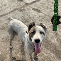 Подробнее об объявлении «Пропала собака, сао, умка. Санкт-Петербург» Фото: пропала собака Среднеазиатская овчарка «Пропала собака, сао, умка. Санкт-Петербург» в г. Санкт-Петербург