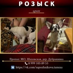 Подробнее об объявлении «Пропала собака кобель Шаховская» Фото: пропала собака Чихуахуа «Пропала собака кобель Шаховская» в г. Шаховская