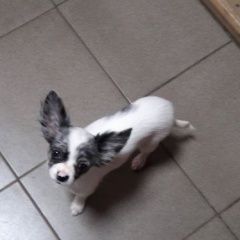 Подробнее об объявлении «Пропала собака кобель Электросталь» Фото: пропала собака Чихуахуа «Пропала собака кобель Электросталь» в г. Электросталь