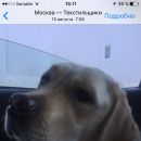 Подробнее об объявлении «Пропала собака Москва» Фото: пропала собака Лабрадор ретривер «Пропала собака Москва» в г. Москва