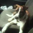 Подробнее об объявлении «Пропала собака кобель, 6 месяцев Санкт-Петербург» Фото: пропала собака  «Пропала собака кобель, 6 месяцев Санкт-Петербург» в г. Санкт-Петербург