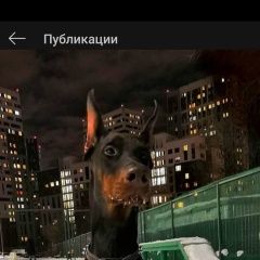 Подробнее об объявлении «Одинцово Пропала собака кобель» Фото: пропала собака Доберман «Одинцово Пропала собака кобель» в г. Одинцово