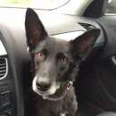 Подробнее об объявлении «Балашиха Пропала собака кобель» Фото: пропала собака  «Балашиха Пропала собака кобель» в г. Балашиха