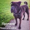 Подробнее об объявлении «Пропала собака шарпей в крылатском Москва» Фото: пропала собака Шар-пей «Пропала собака шарпей в крылатском Москва» в г. Москва