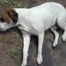 Подробнее об объявлении «Пропала собака кобель Санкт-Петербург» Фото: пропала собака Бигль «Пропала собака кобель Санкт-Петербург» в г. Санкт-Петербург