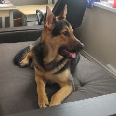 Подробнее об объявлении «Пропала собака кобель, мальчик, кобель Санкт-Петербург» Фото: пропала собака Восточно-европейская овчарка «Пропала собака кобель, мальчик, кобель...» в г. Санкт-Петербург