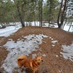 Подробнее об объявлении «Пропала собака потерялась карело-финская лайка Санкт-Петербург» Фото: пропала собака  «Пропала собака потерялась карело-финская лайка...» в г. Санкт-Петербург