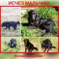 Подробнее об объявлении «Дорохово Пропала собака кобель исчез пес мальчик, метис ч/б ретривера» Фото: пропала собака Лабрадор ретривер «Дорохово Пропала собака кобель исчез пес...» в г. Дорохово