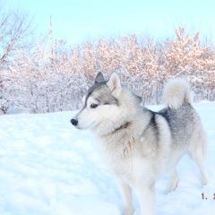 Подробнее об объявлении «Пропала собака Дмитров» Фото: пропала собака Сибирская хаски «Пропала собака Дмитров» в г. Дмитров