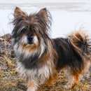 Подробнее об объявлении «Первоуральск Пропала собака кобель маленькая собачка» Фото: пропала собака  «Первоуральск Пропала собака кобель маленькая...» в г. Первоуральск