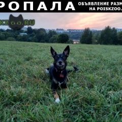 Подробнее об объявлении «Москва Пропала собака метис фаня» Фото: пропала собака  «Москва Пропала собака метис фаня» в г. Москва