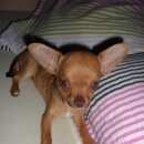 Подробнее об объявлении «Пропала собака кобель д. вартемяги Санкт-Петербург» Фото: пропала собака Чихуахуа «Пропала собака кобель д. вартемяги Санкт-Петербург» в г. Санкт-Петербург