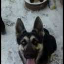 Подробнее об объявлении «Пропала собака кличка ника, возр. (10мес) Нижний Новгород» Фото: пропала собака Немецкая овчарка «Пропала собака кличка ника, возр. (10мес)...» в г. Нижний Новгород