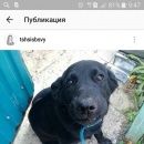 Подробнее об объявлении «Владивосток Пропала собака кобель лабродор чёрного цвета» Фото: пропала собака Лабрадор ретривер «Владивосток Пропала собака кобель лабродор...» в г. Владивосток