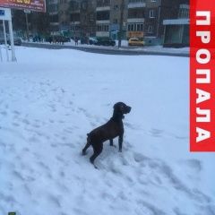 Подробнее об объявлении «Архангельск Пропала собака кобель» Фото: пропала собака  «Архангельск Пропала собака кобель» в г. Архангельск