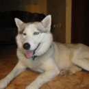 Подробнее об объявлении «Пропала собака Череповец» Фото: пропала собака Сибирская хаски «Пропала собака Череповец» в г. Череповец