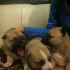 Подробнее об объявлении «Батайск Пропала собака поиск» Фото: пропала собака Немецкая овчарка «Батайск Пропала собака поиск» в г. Батайск