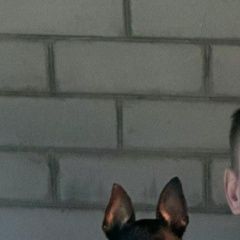 Подробнее об объявлении «Пятигорск Пропала собака» Фото: пропала собака Той-терьер «Пятигорск Пропала собака» в г. Пятигорск