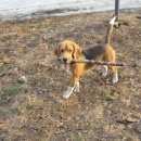 Подробнее об объявлении «Бор Пропала собака кобель   порода - бигль» Фото: пропала собака Бигль «Бор Пропала собака кобель   порода - бигль» в г. Бор