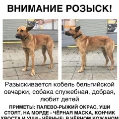 Подробнее об объявлении «Пропала собака кобель бельгийской овчарки Москва» Фото: пропала собака Бельгийская овчарка «Пропала собака кобель бельгийской овчарки Москва» в г. Москва