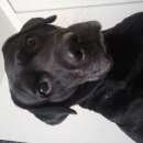 Подробнее об объявлении «Пропала собака разыскиваем за вознаграждение Новосибирск» Фото: пропала собака Лабрадор ретривер «Пропала собака разыскиваем за вознаграждение...» в г. Новосибирск