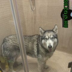 Подробнее об объявлении «Быково (Московская обл.) Пропала собака хаски» Фото: пропала собака Сибирская хаски «Быково (Московская обл.) Пропала собака хаски» в г. Быково (Московская обл.)