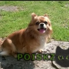 Подробнее об объявлении «Люберцы Пропала собака кобель» Фото: пропала собака Чихуахуа «Люберцы Пропала собака кобель» в г. Люберцы