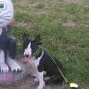 Подробнее об объявлении «Гатчина Пропала собака кобель» Фото: пропала собака Бультерьер «Гатчина Пропала собака кобель» в г. Гатчина