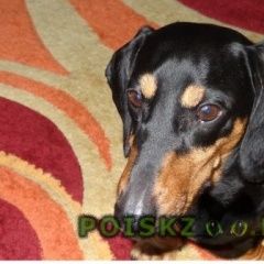 Подробнее об объявлении «Пропала собака кобель такса кобель черный Кострома» Фото: пропала собака Такса «Пропала собака кобель такса кобель черный Кострома» в г. Кострома