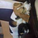 Подробнее об объявлении «Тула Пропала собака друг» Фото: пропала собака Бигль «Тула Пропала собака друг» в г. Тула