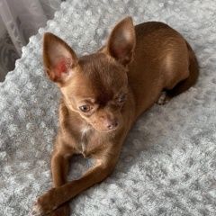 Подробнее об объявлении «Пропала собака чихуахуа Королев» Фото: пропала собака  «Пропала собака чихуахуа Королев» в г. Королев