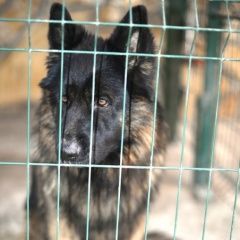Подробнее об объявлении «Архипо-Осиповка Пропала собака кобель немецкая овчарка» Фото: пропала собака Немецкая овчарка «Архипо-Осиповка Пропала собака кобель немецкая...» в г. Архипо-Осиповка