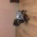 Подробнее об объявлении «Пропала собака кобель йорк щенок Кедровка» Фото: пропала собака Йоркширский терьер «Пропала собака кобель йорк щенок Кедровка» в г. Кедровка