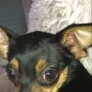 Подробнее об объявлении «Пропала собака кобель мальчик той  Ангарск» Фото: пропала собака Той-терьер «Пропала собака кобель мальчик той  Ангарск» в г. Ангарск