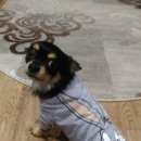 Подробнее об объявлении «Пропала собака кобель чих по кличке эдик Нижний Новгород» Фото: пропала собака Чихуахуа «Пропала собака кобель чих по кличке эдик Нижний...» в г. Нижний Новгород