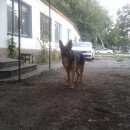 Подробнее об объявлении «Пропала собака кобель Симферополь» Фото: пропала собака Немецкая овчарка «Пропала собака кобель Симферополь» в г. Симферополь