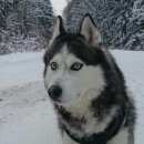 Подробнее об объявлении «Пропала собака кобель Королев» Фото: пропала собака Сибирская хаски «Пропала собака кобель Королев» в г. Королев