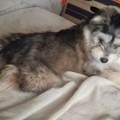 Подробнее об объявлении «Пропала собака Нижний Новгород» Фото: пропала собака  «Пропала собака Нижний Новгород» в г. Нижний Новгород