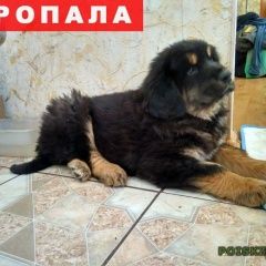 Подробнее об объявлении «Пропала собака кобель Улан-Удэ» Фото: пропала собака  «Пропала собака кобель Улан-Удэ» в г. Улан-Удэ