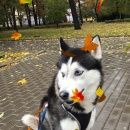 Подробнее об объявлении «Санкт-Петербург Пропала собака кобель внимание» Фото: пропала собака Сибирская хаски «Санкт-Петербург Пропала собака кобель внимание» в г. Санкт-Петербург