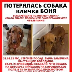 Подробнее об объявлении «Пропала собака Гагарин» Фото: пропала собака Такса «Пропала собака Гагарин» в г. Гагарин