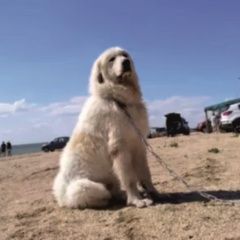 Подробнее об объявлении «Пропала собака кобель пес Краснодар» Фото: пропала собака Пиренейская горная собака «Пропала собака кобель пес Краснодар» в г. Краснодар