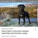 Подробнее об объявлении «Пропала собака помогите пожалуйста найти собаку  Санкт-Петербург» Фото: пропала собака Кане-корсо «Пропала собака помогите пожалуйста найти собаку...» в г. Санкт-Петербург
